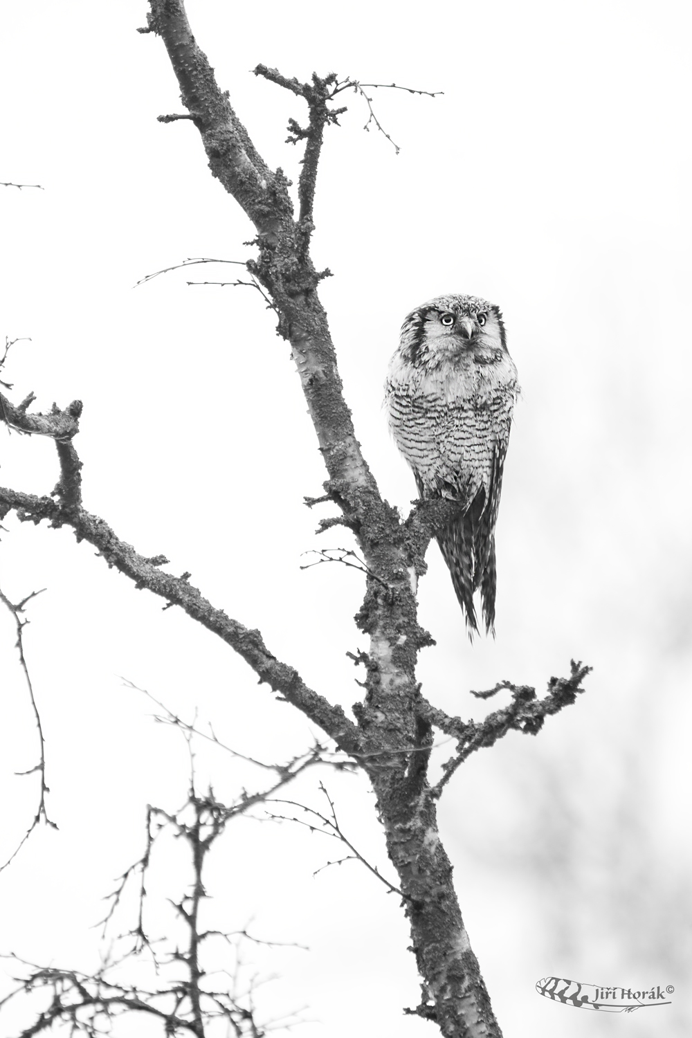 Břízky severu a sovice | Hawk Owl