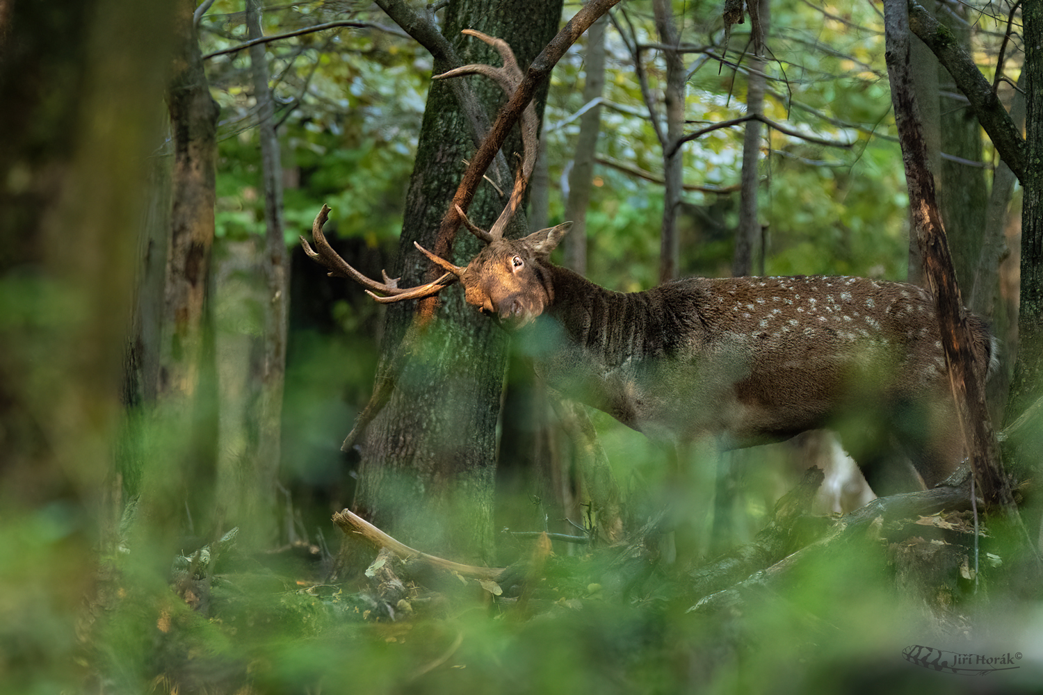 Broušení zbraní | Dama dama | Fallow deer