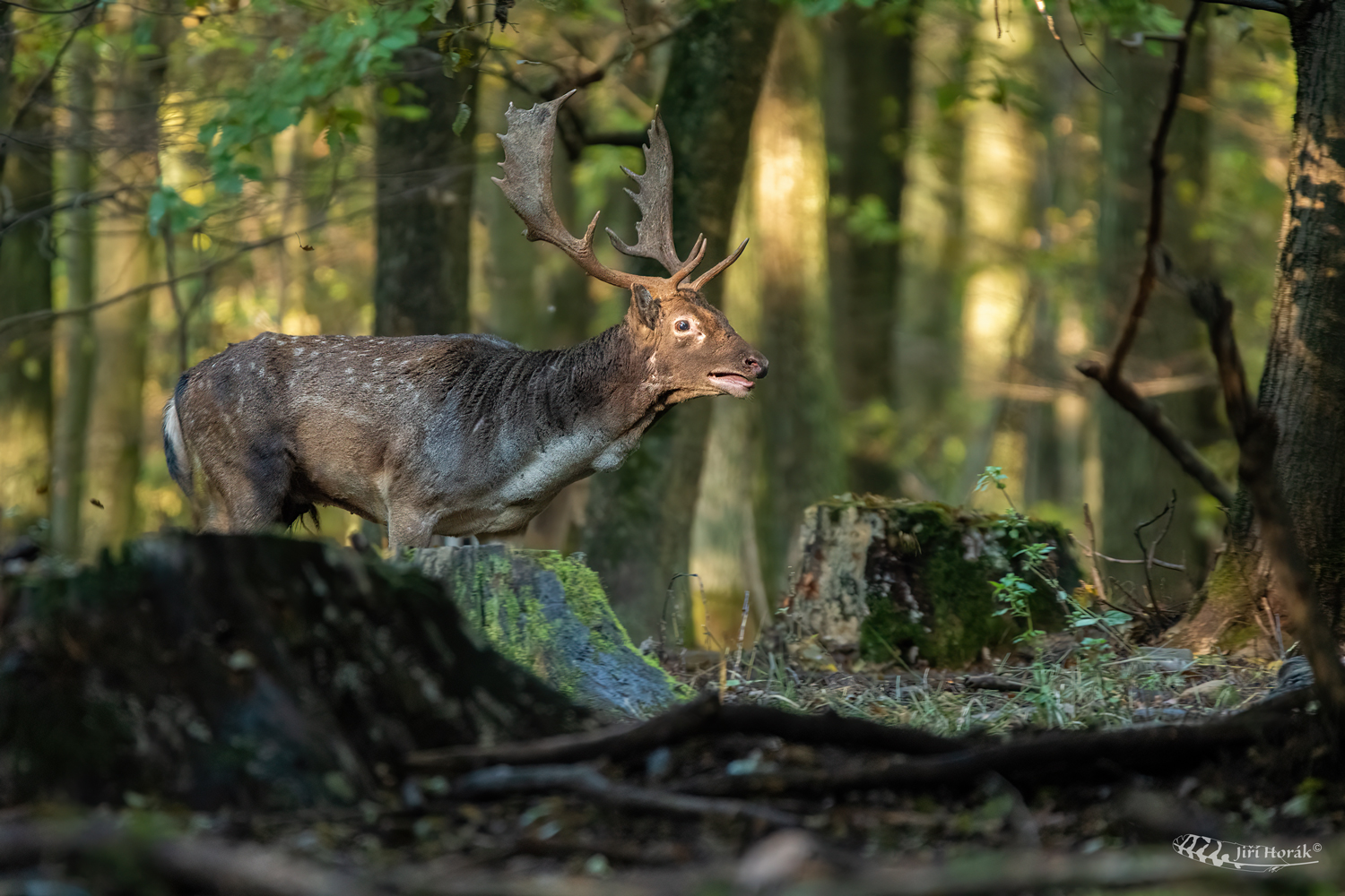 Čas rochání | Dama dama | Fallow deer