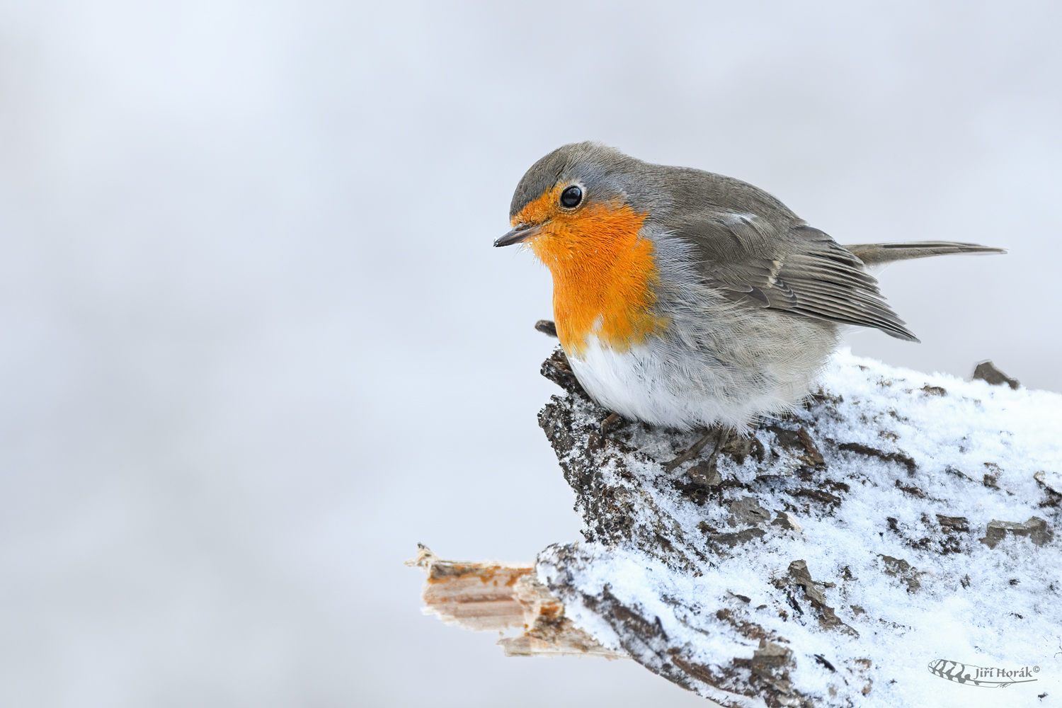 Červenka obecná | Erithacus rubecula | Eurasian Robin