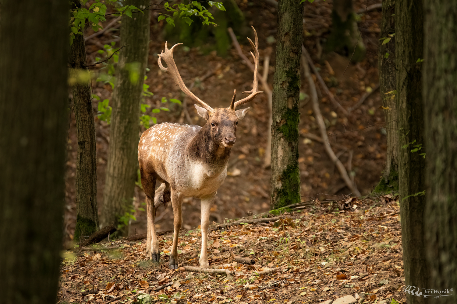 Cestou na říjiště | Dama dama | Fallow deer