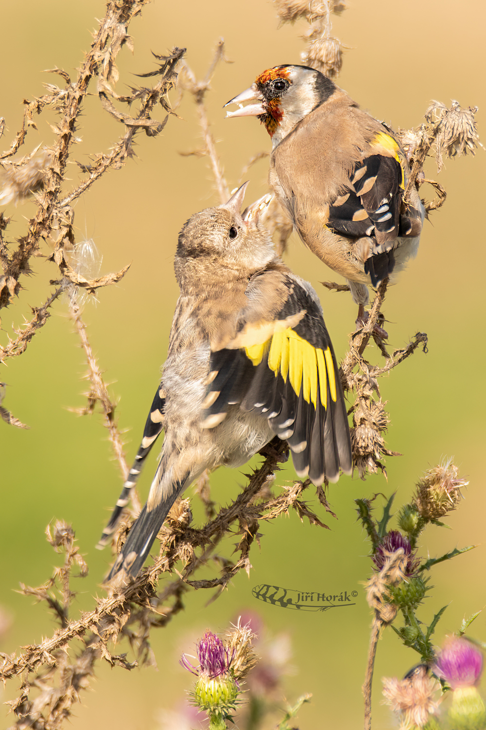 Dokrmování u stehlíků | European Goldfinch