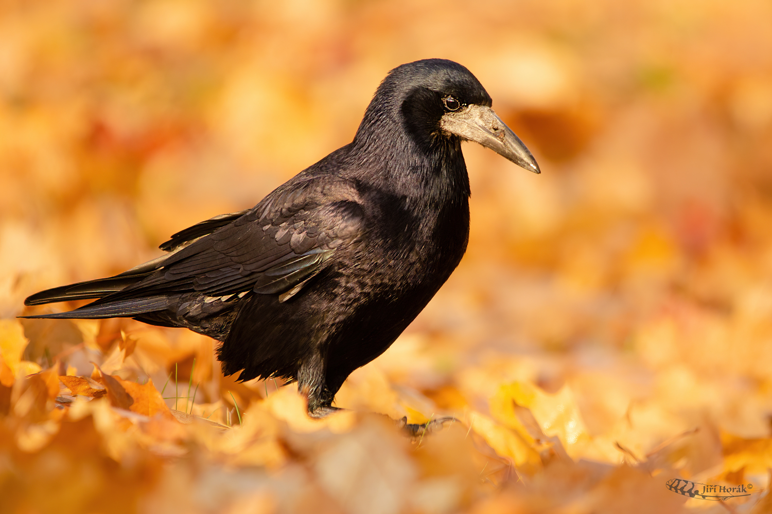 Havran polní | Corvus frugilegus | Rook