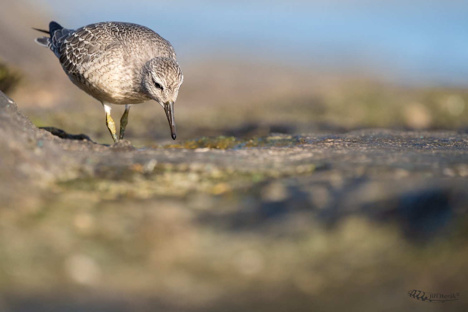 Jespák rezavý | Calidris canutus | Red Knot