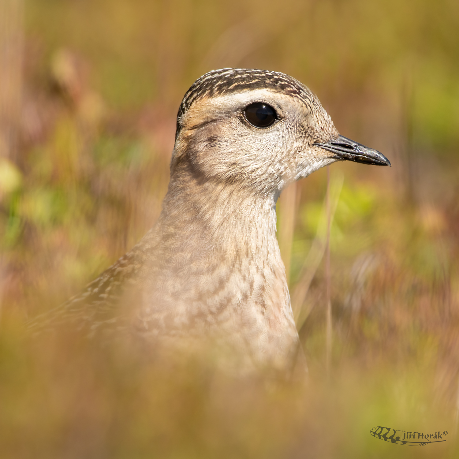 Juvenilní kulík hnědý | Charadrius morinellus | Dotterel