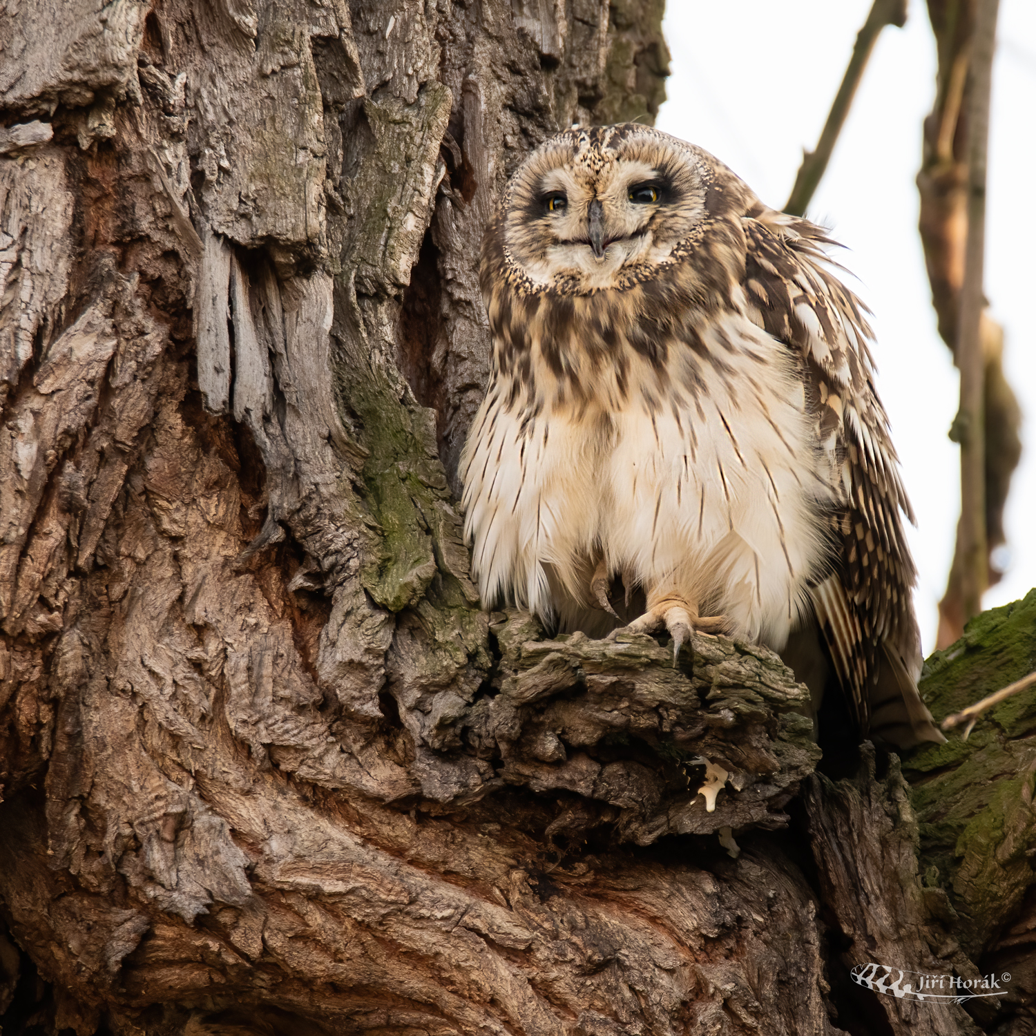 Kalous pustovka | Asio flammeus | Short-eared Owl