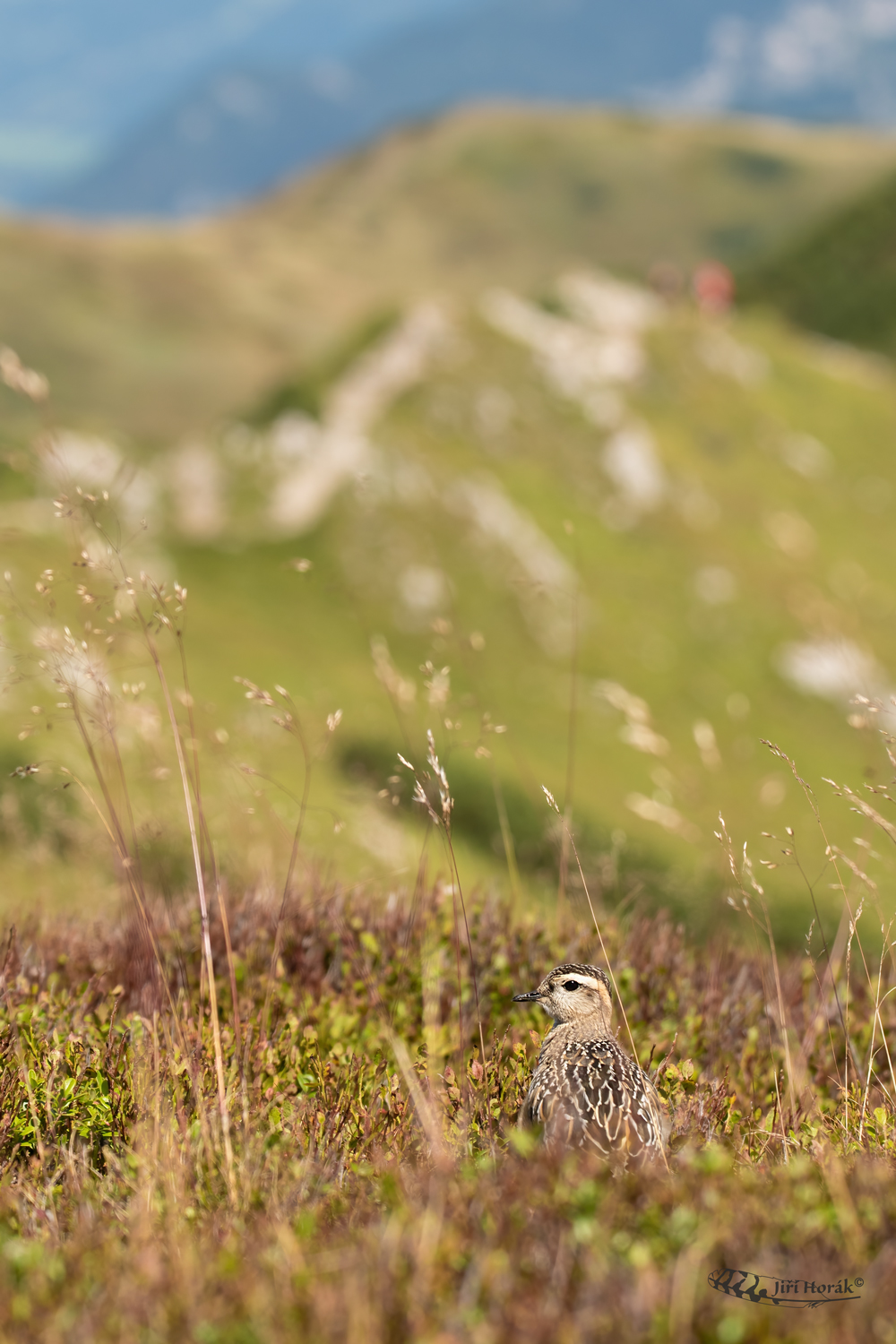 Kulík hnědý na Malém Kriváni | Dotterel