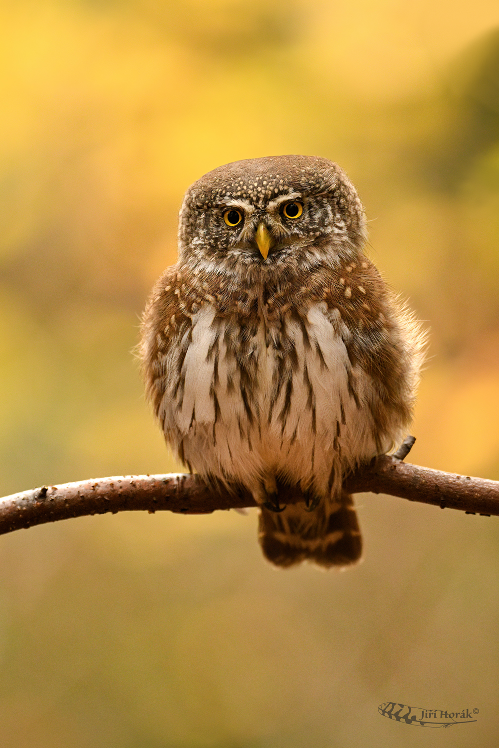 Kulíšek nejmenší | Glaucidium passerinum | Pygmy Owl