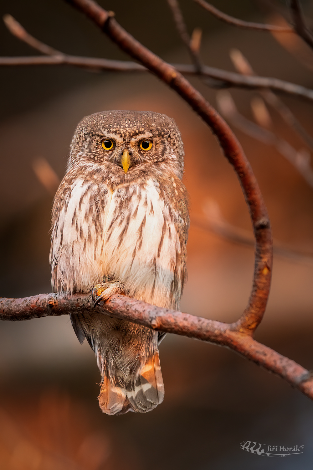 Kulíšek v západu slunce | Pygmy Owl