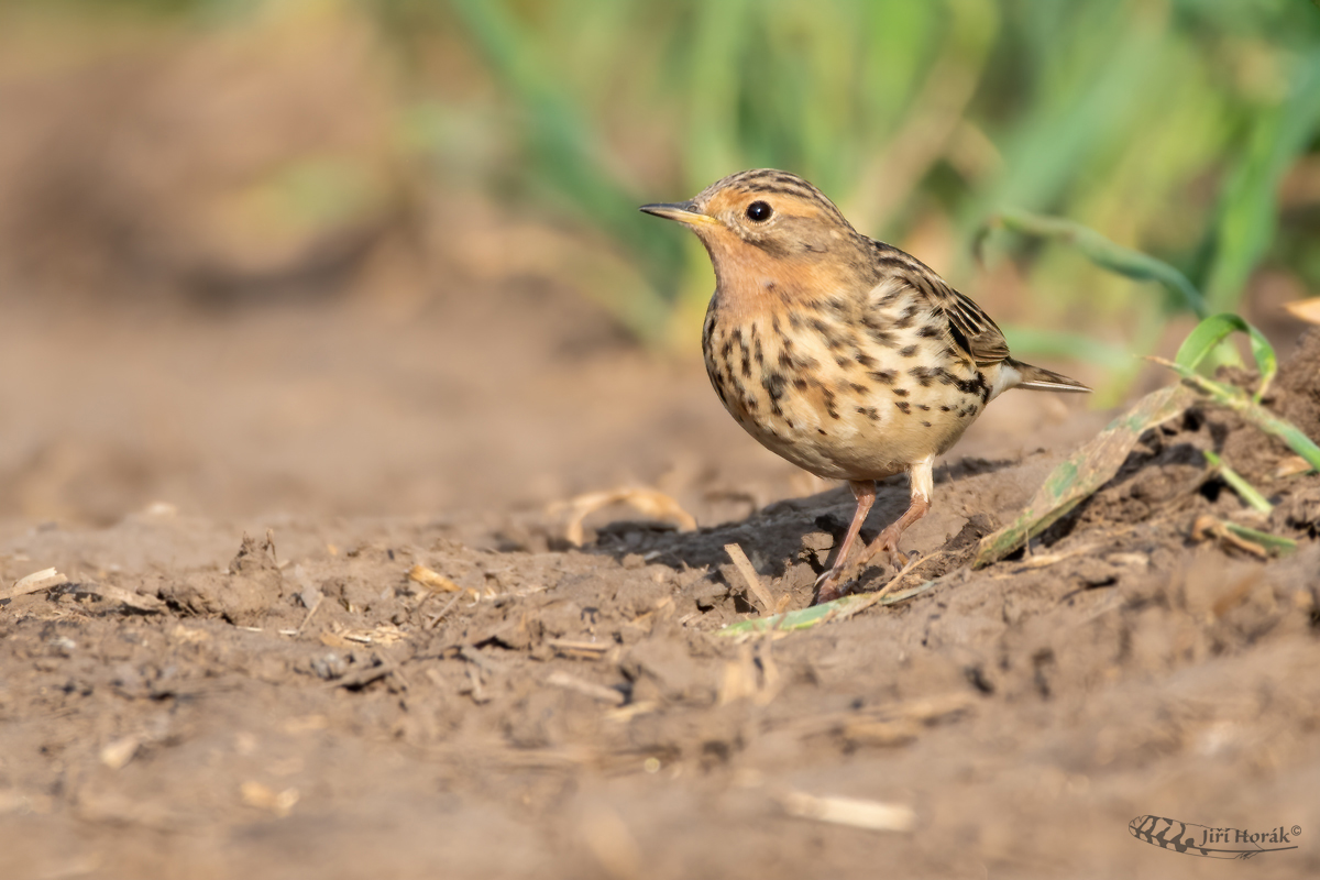 Linduška rudokrká | Anthus cervinus | Red-throated Pipit