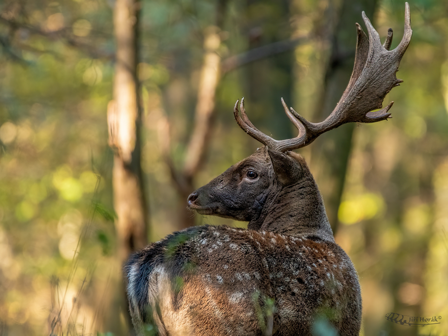 Na dosah | Dama dama | Fallow deer