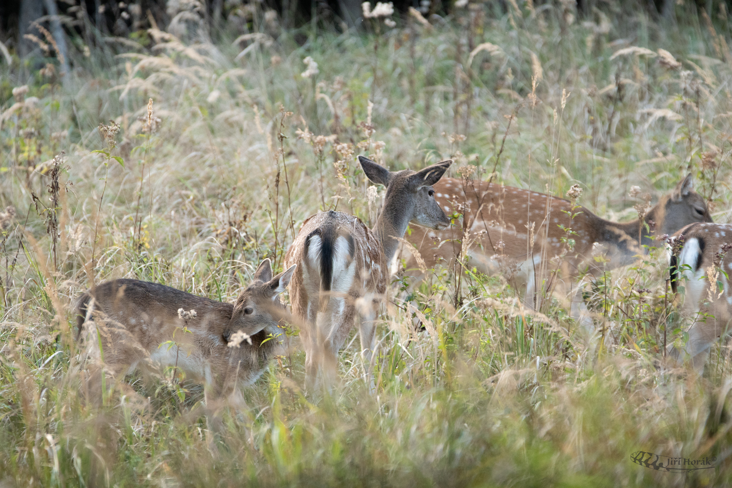 Na paše | Dama dama | Fallow deer