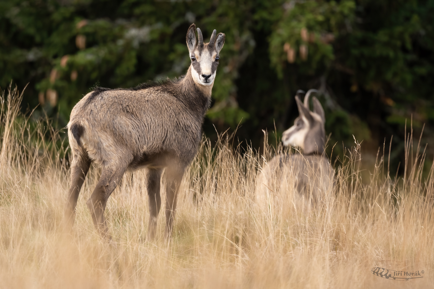 Na paše | Rupicapra rupicapra | Chamois