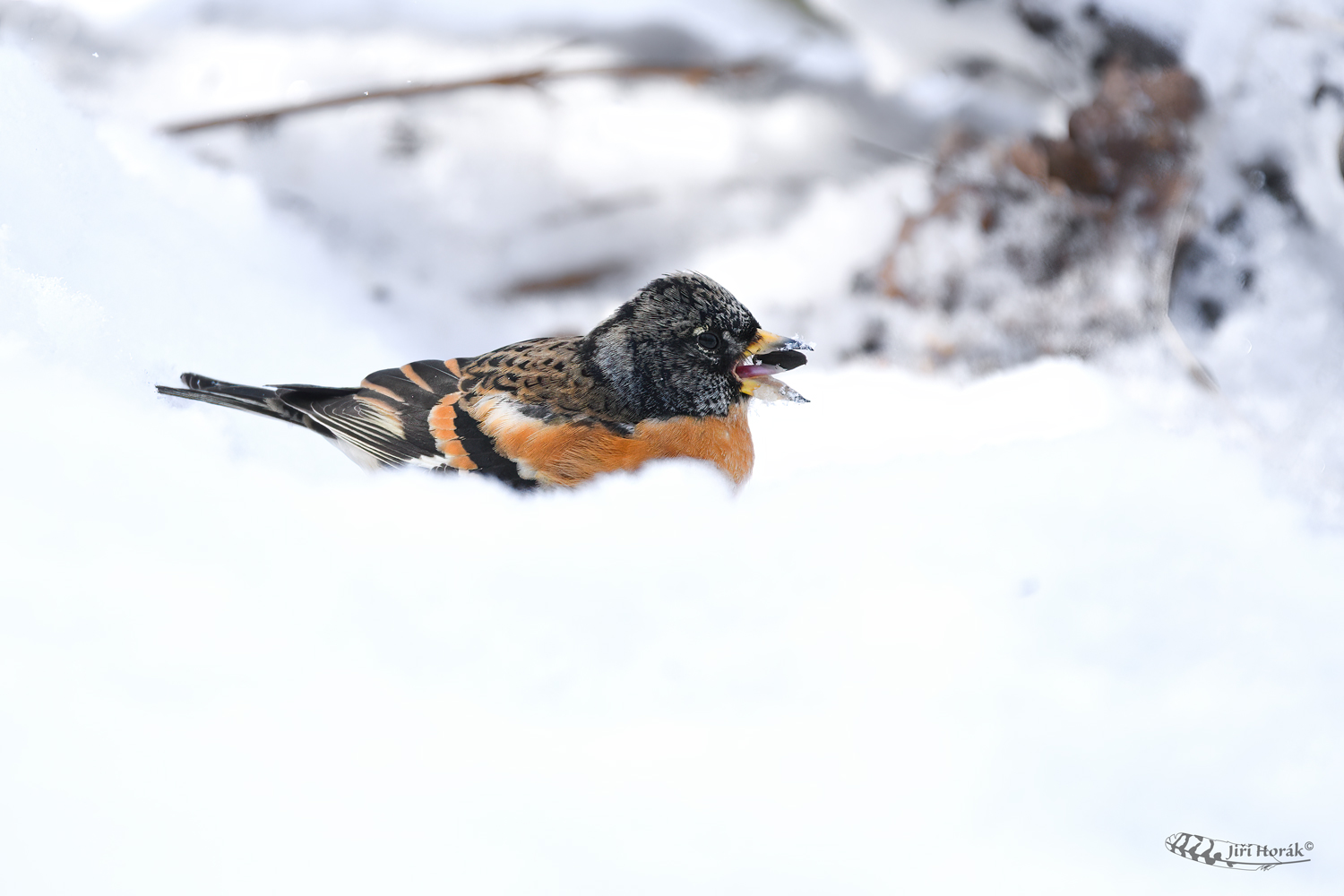 Pěnkava jikavec | Fringilla montifringilla | Brambling