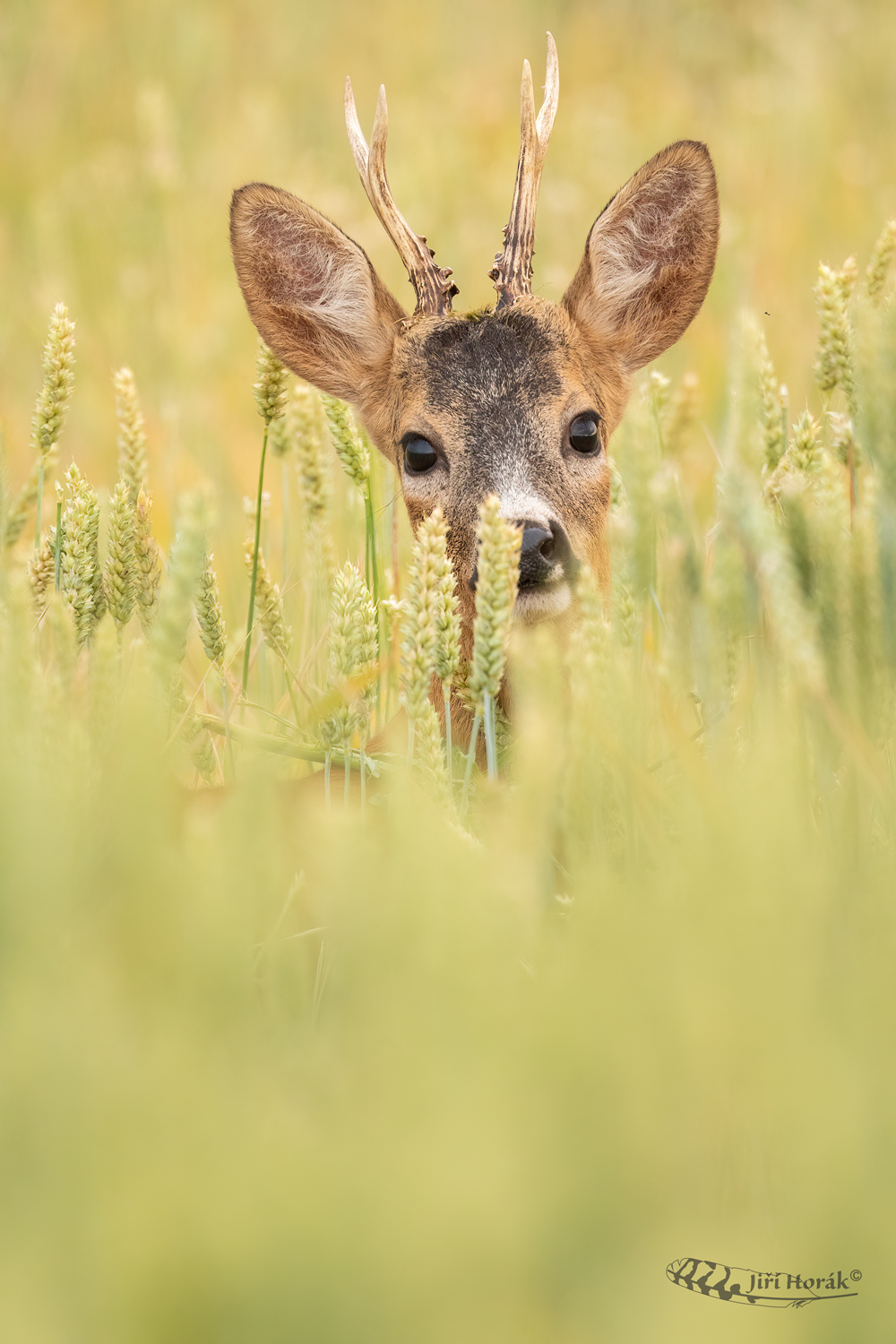 Srneček | Capreolus capreolus | Roe Deer