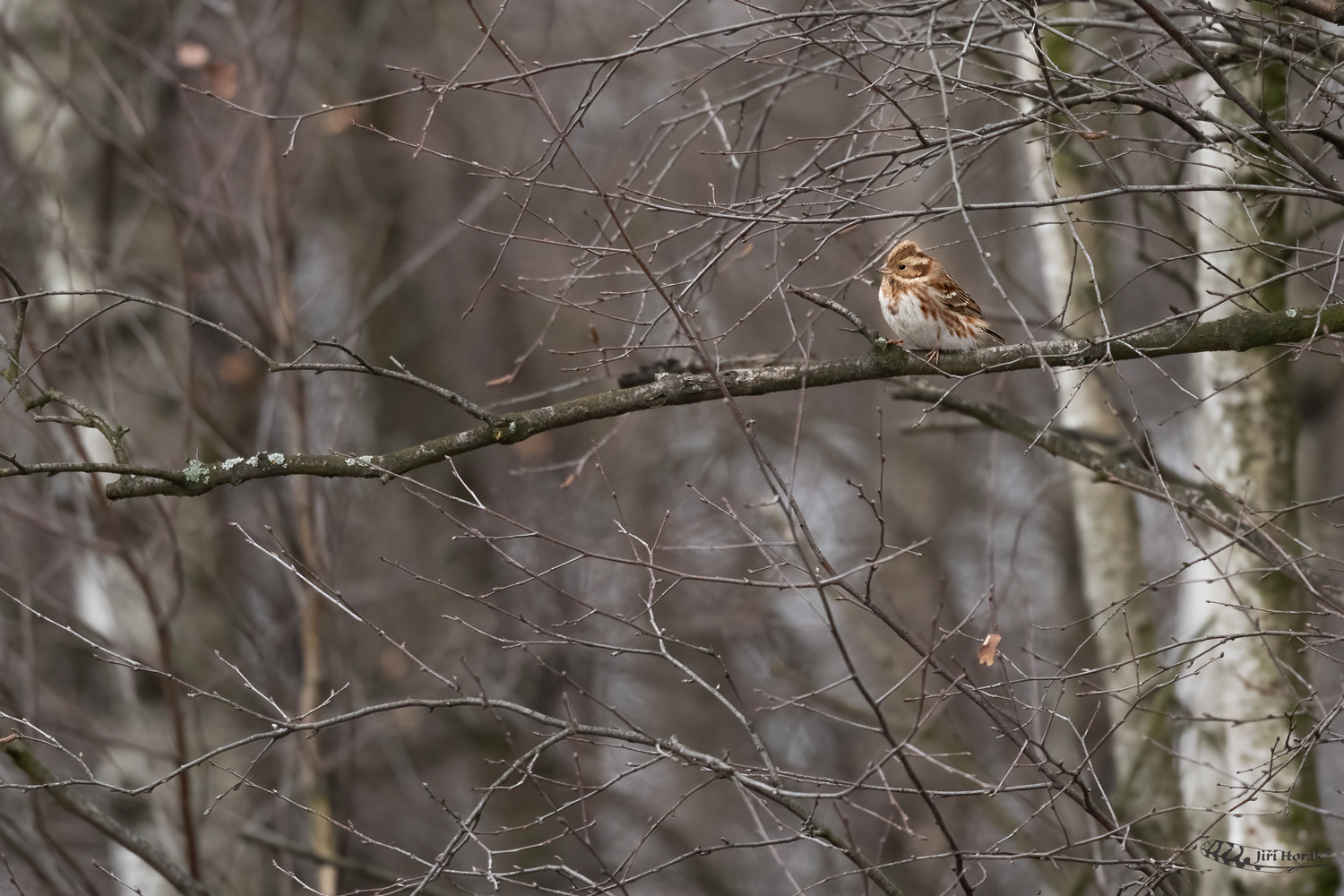 Strnad rolní | Emberiza rustica | Rustic Bunting