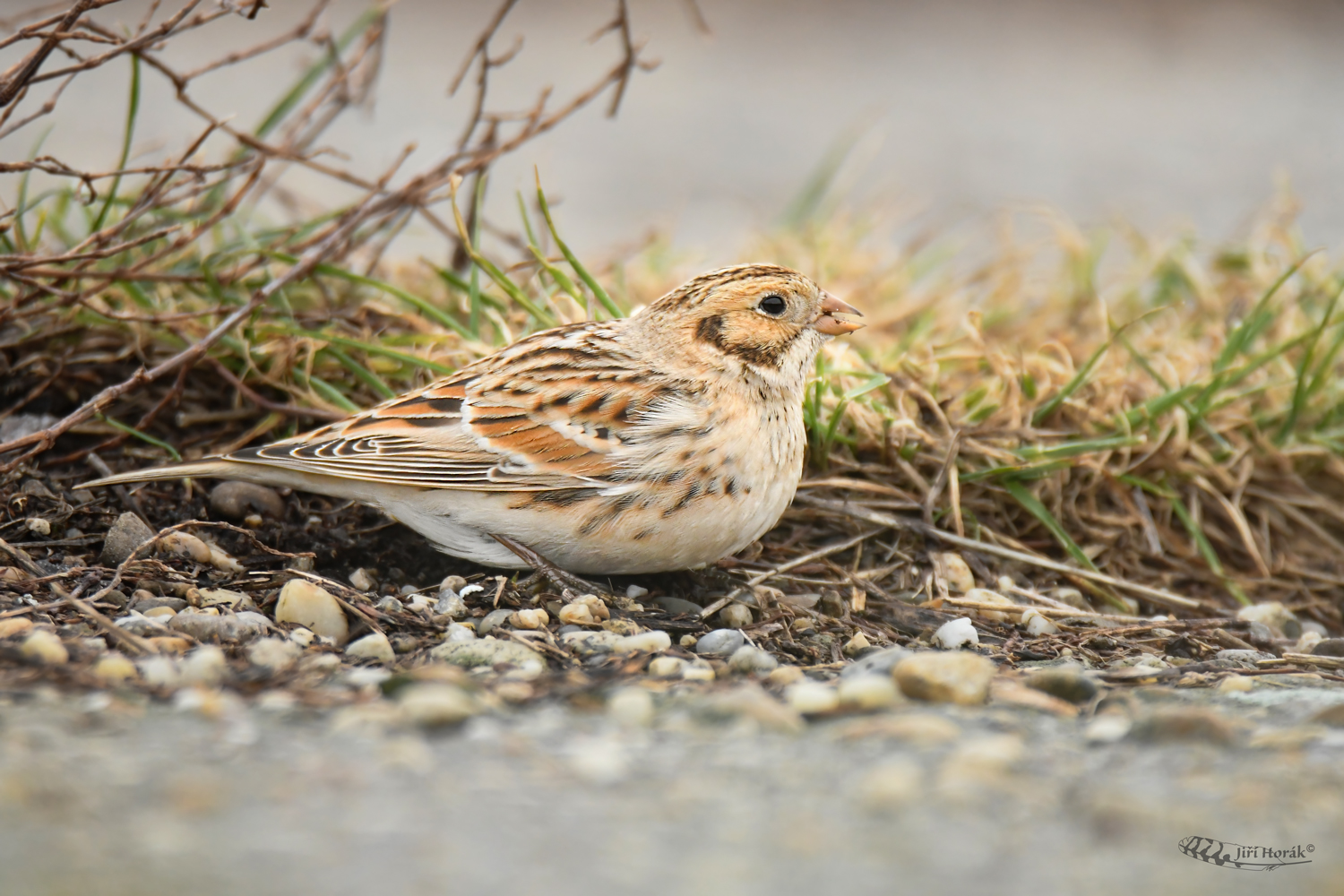 Strnad severní | Calcarius lapponicus | Lapland Bunting