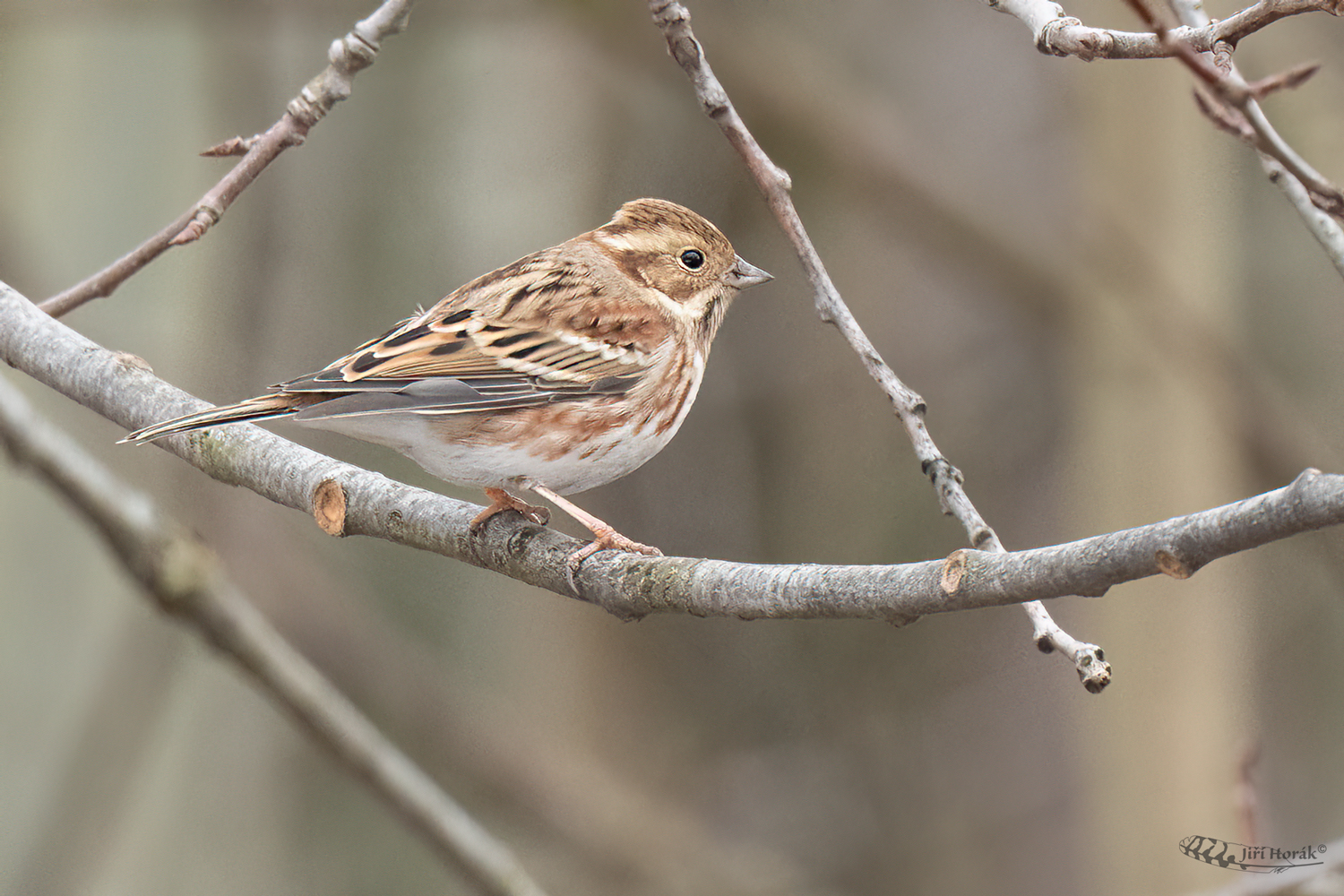 Strnad tajgový | Emberiza rustica | Rustic Bunting