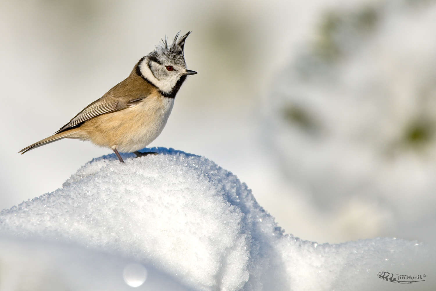 Sýkora parukářka | Lophophanes cristatus | Crested Tit