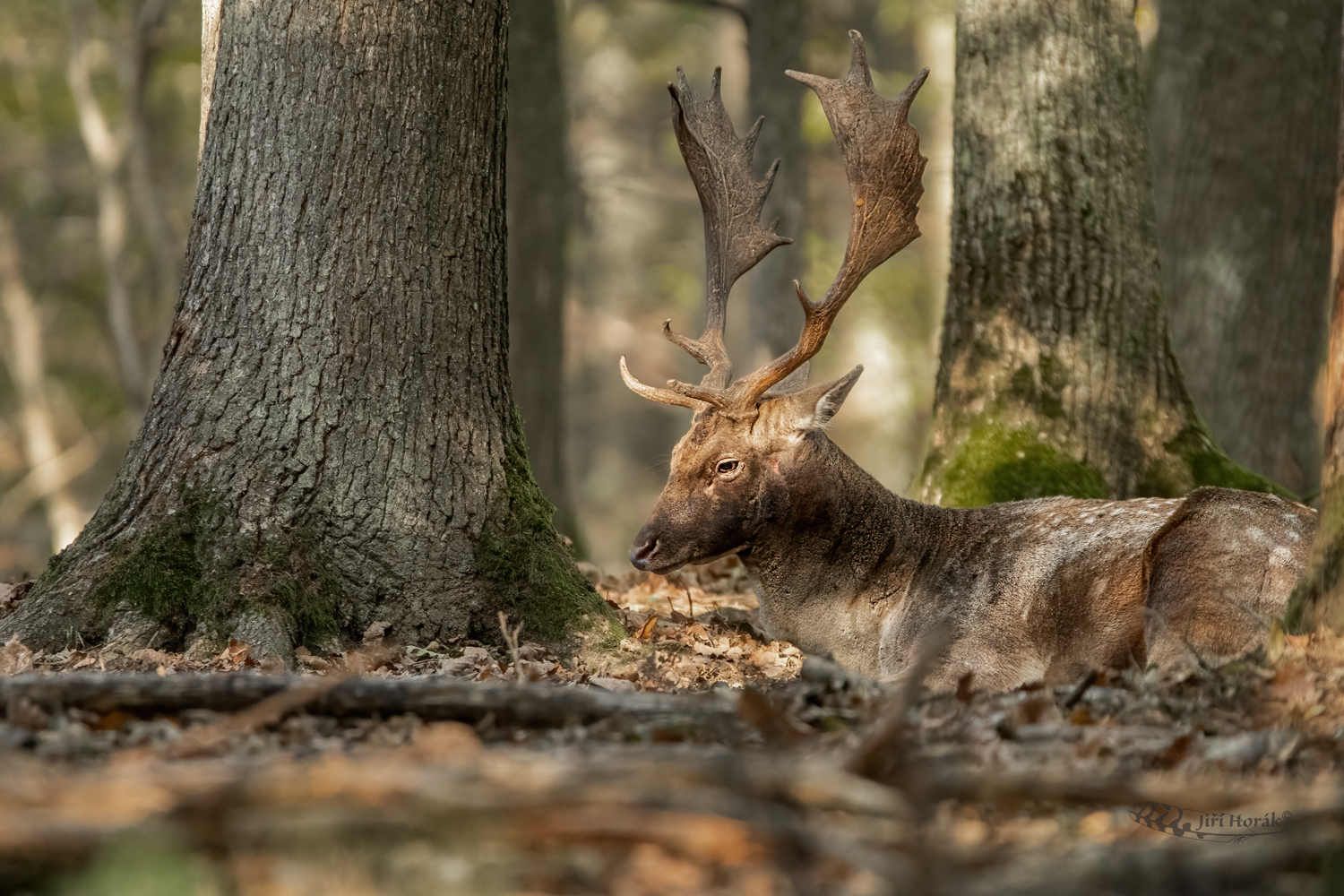 Unavený bojovník | Dama dama | Fallow deer