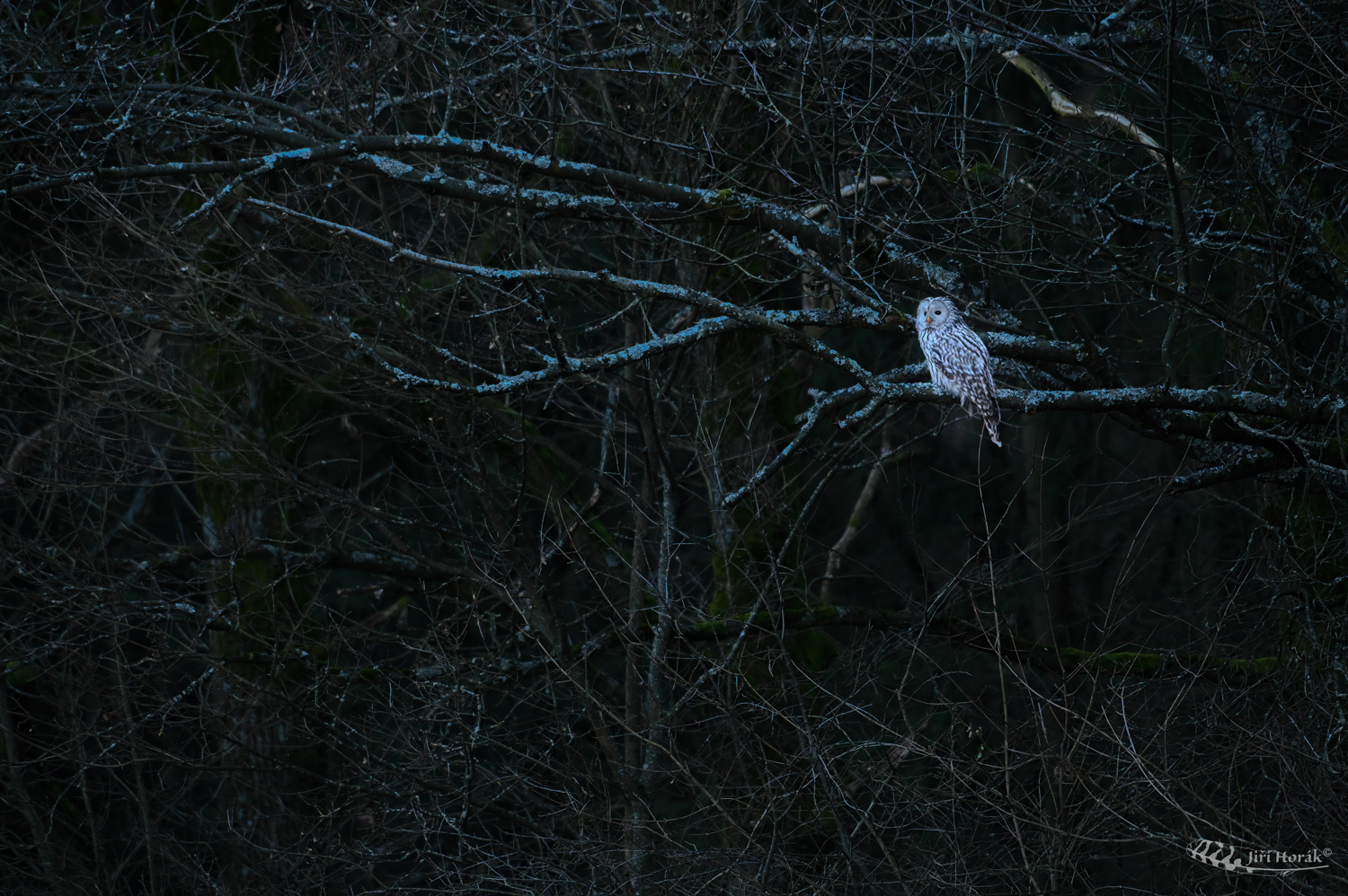 Uralka za soumraku | Strix uralensis | Ural Owl