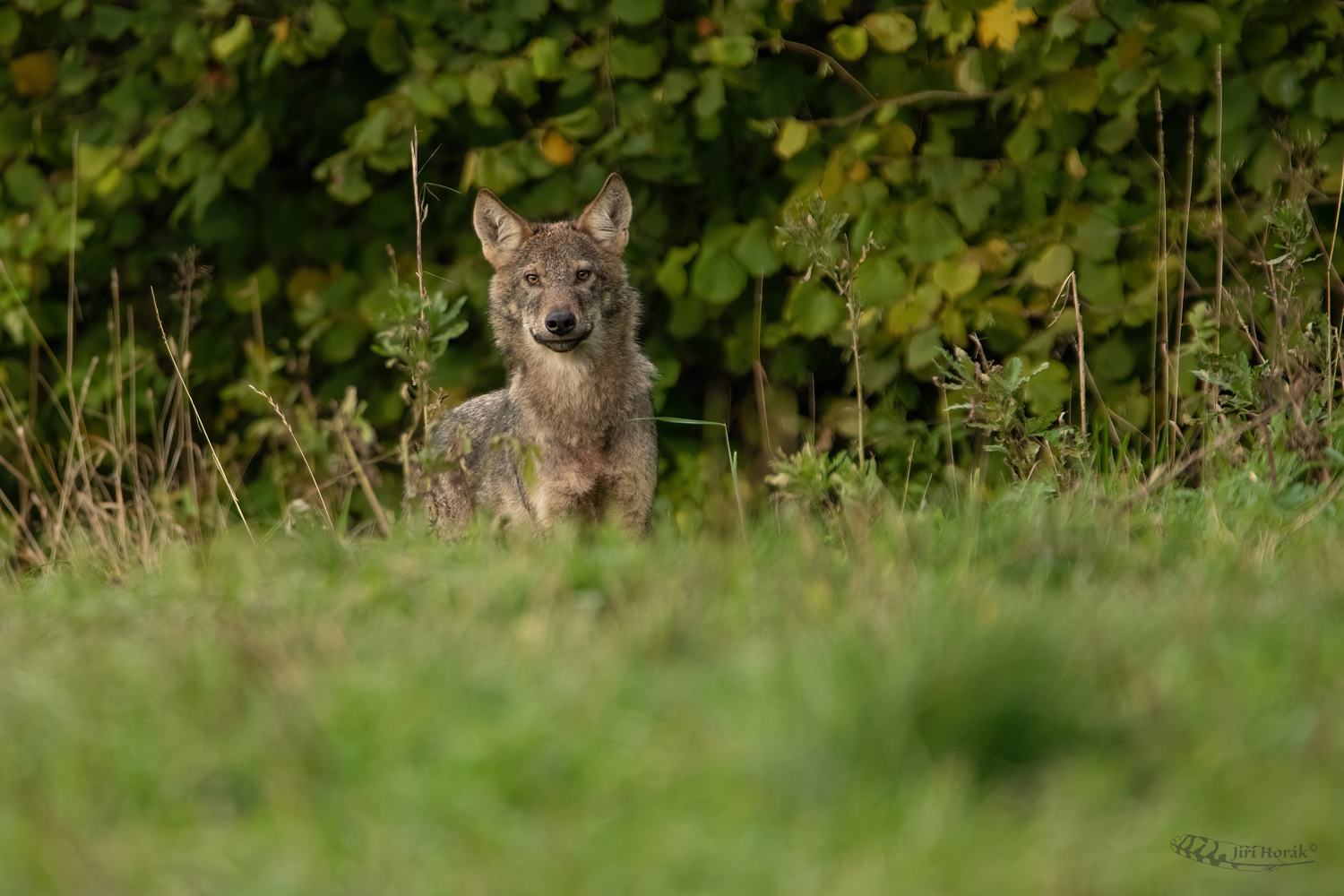 Vlček | Canis lupus | Wolf