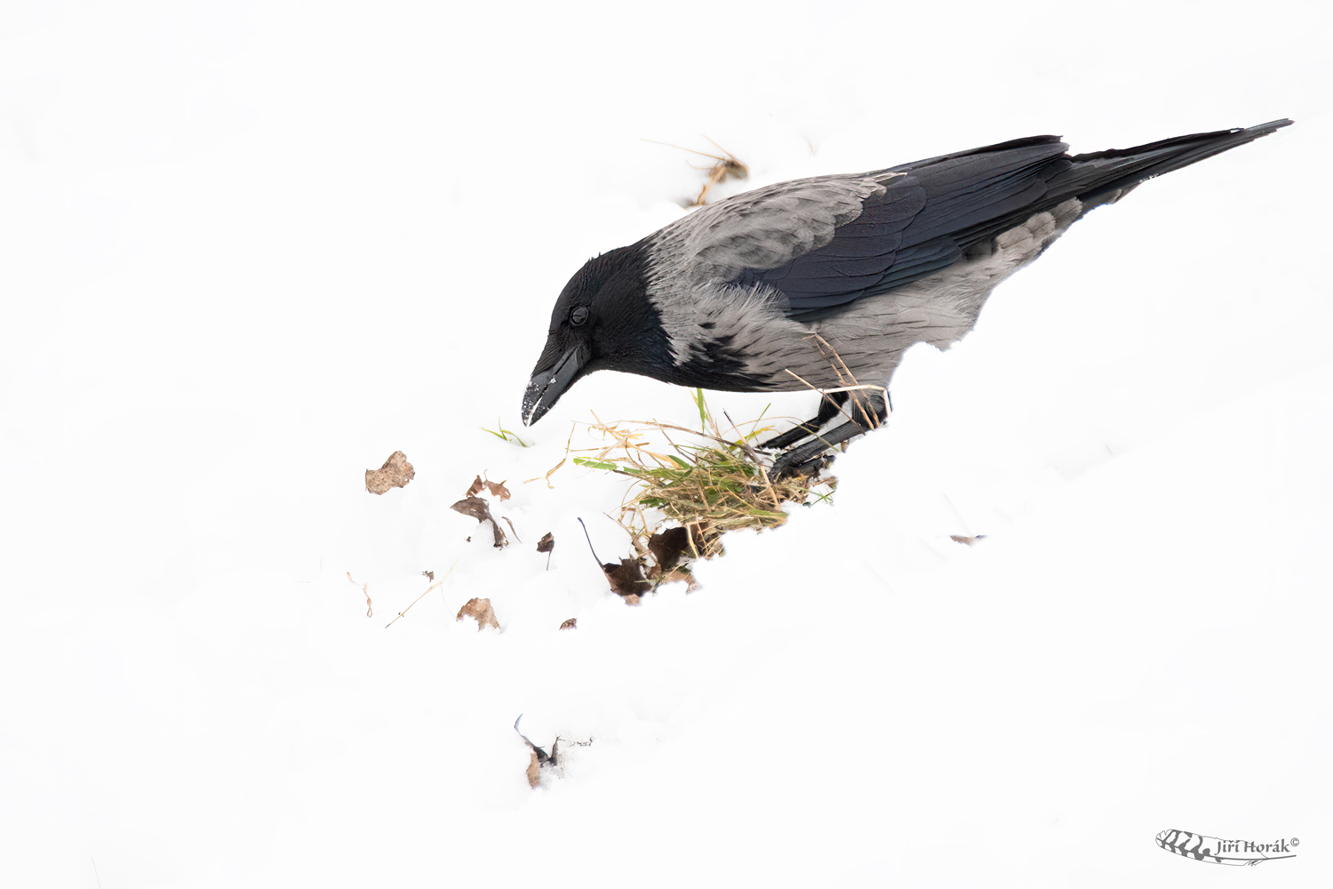 Vrána šedá | Corvus cornix | Hooded Crow