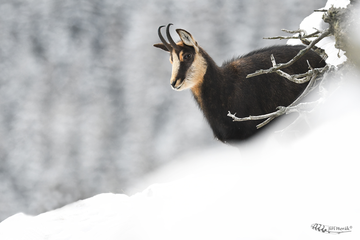 Zasněžený | Rupicapra rupicapra | Chamois