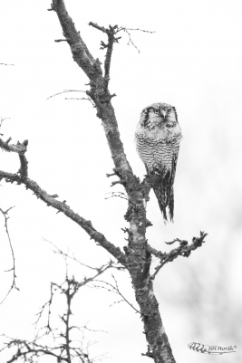 Břízky severu a sovice | Hawk Owl