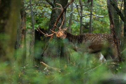 Broušení zbraní | Dama dama | Fallow deer