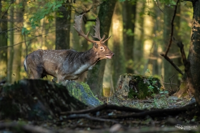 Čas rochání | Dama dama | Fallow deer