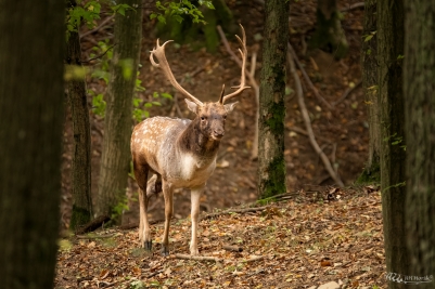 Cestou na říjiště | Dama dama | Fallow...