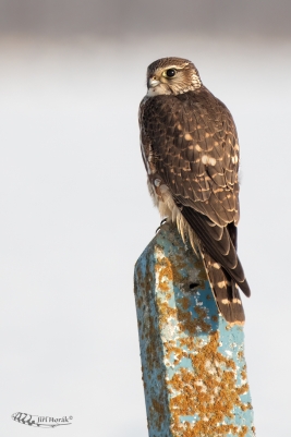 Dřemlík tundrový | Falco columbarius |...