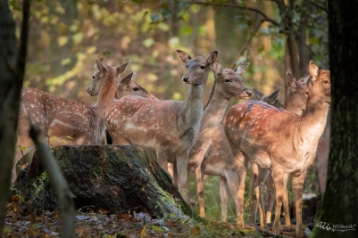 Harém | Dama dama | Fallow deer