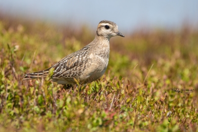 Kulík hnědý mlaďoch | Charadrius...