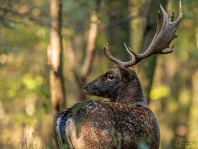 Na dosah | Dama dama | Fallow deer