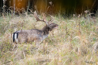 Na pasece | Dama dama | Fallow deer