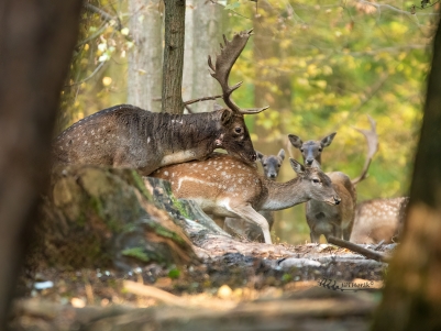 Pokládání | Dama dama | Fallow deer