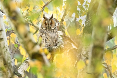 V břízkách | Asio otus | Long-eared Owl